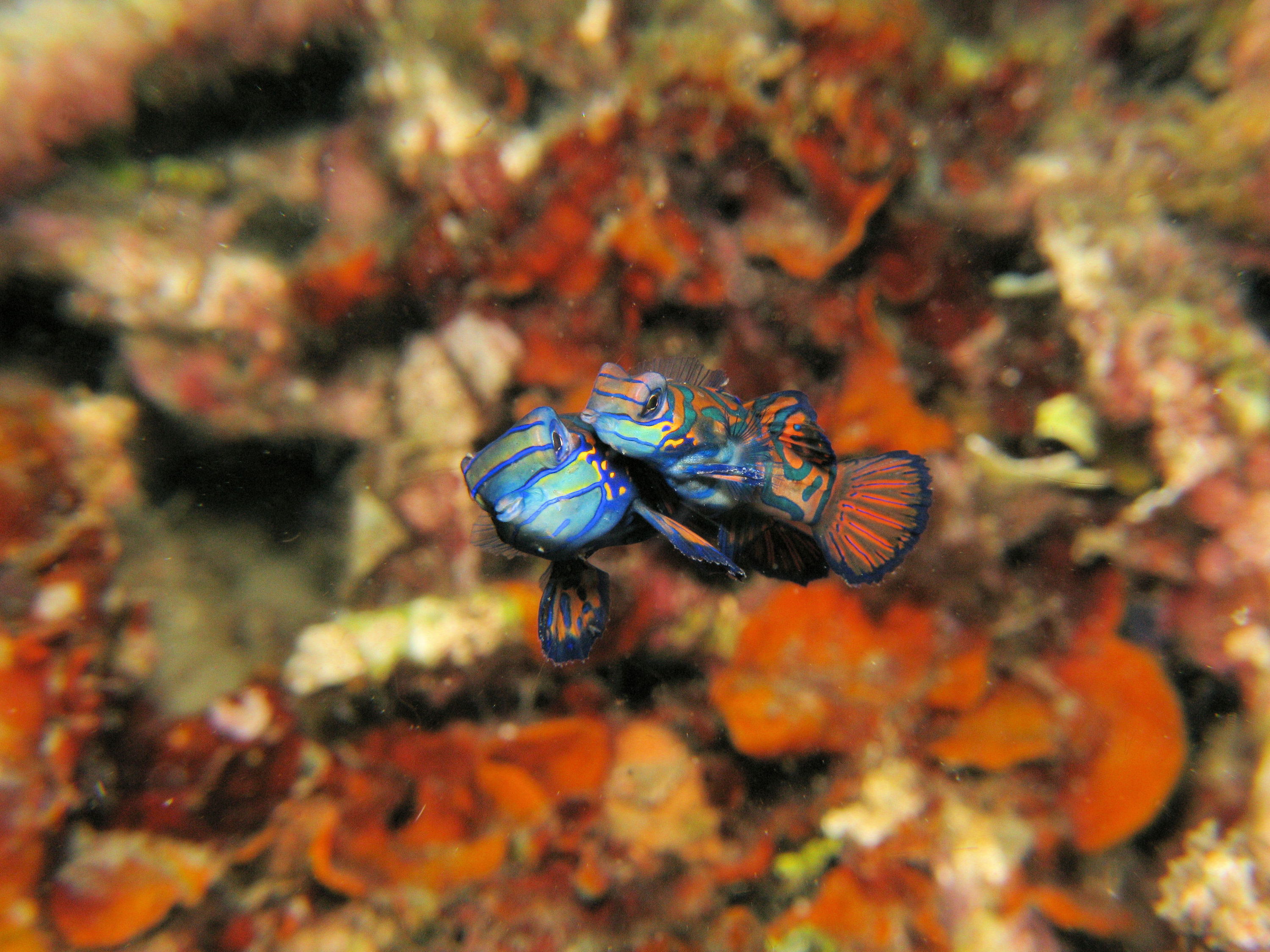 Mandarin fish mating