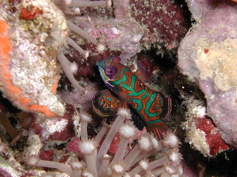 Mandarin Fish - PNG