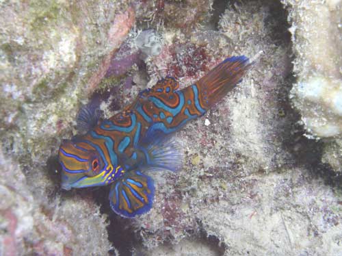 Mandarin-Fish-