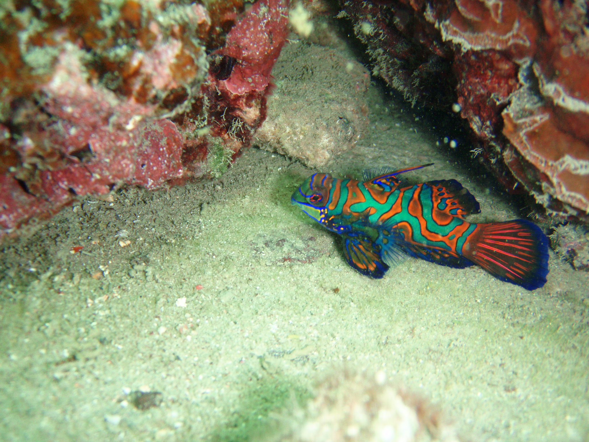 Mandarin Fish