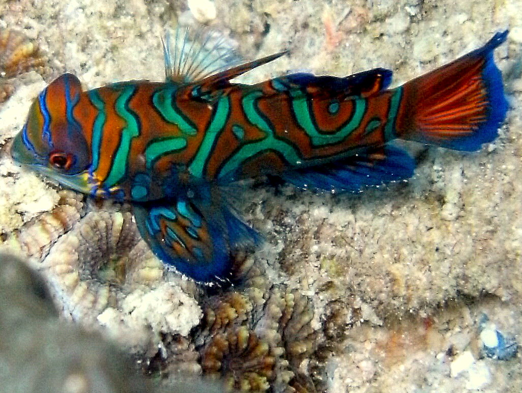 Mandarin Fish