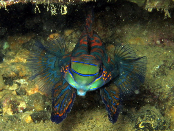 Mandarin Fish