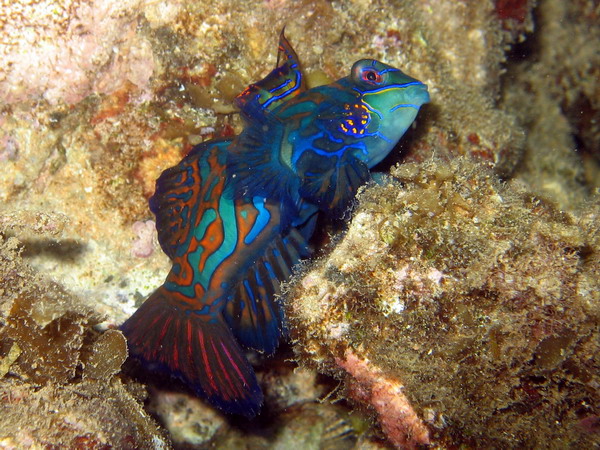 Mandarin Fish