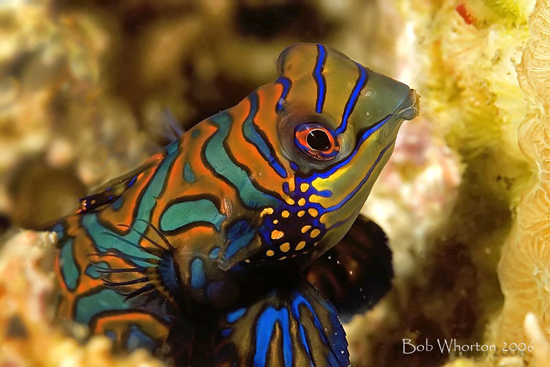 Mandarinfish from Lembeh