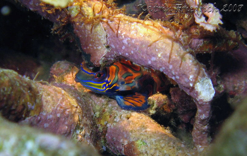 Mandarinfish