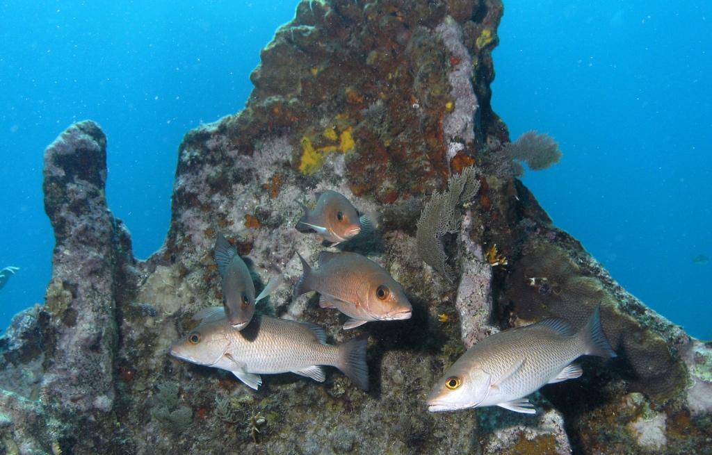 Mangrove Snappers