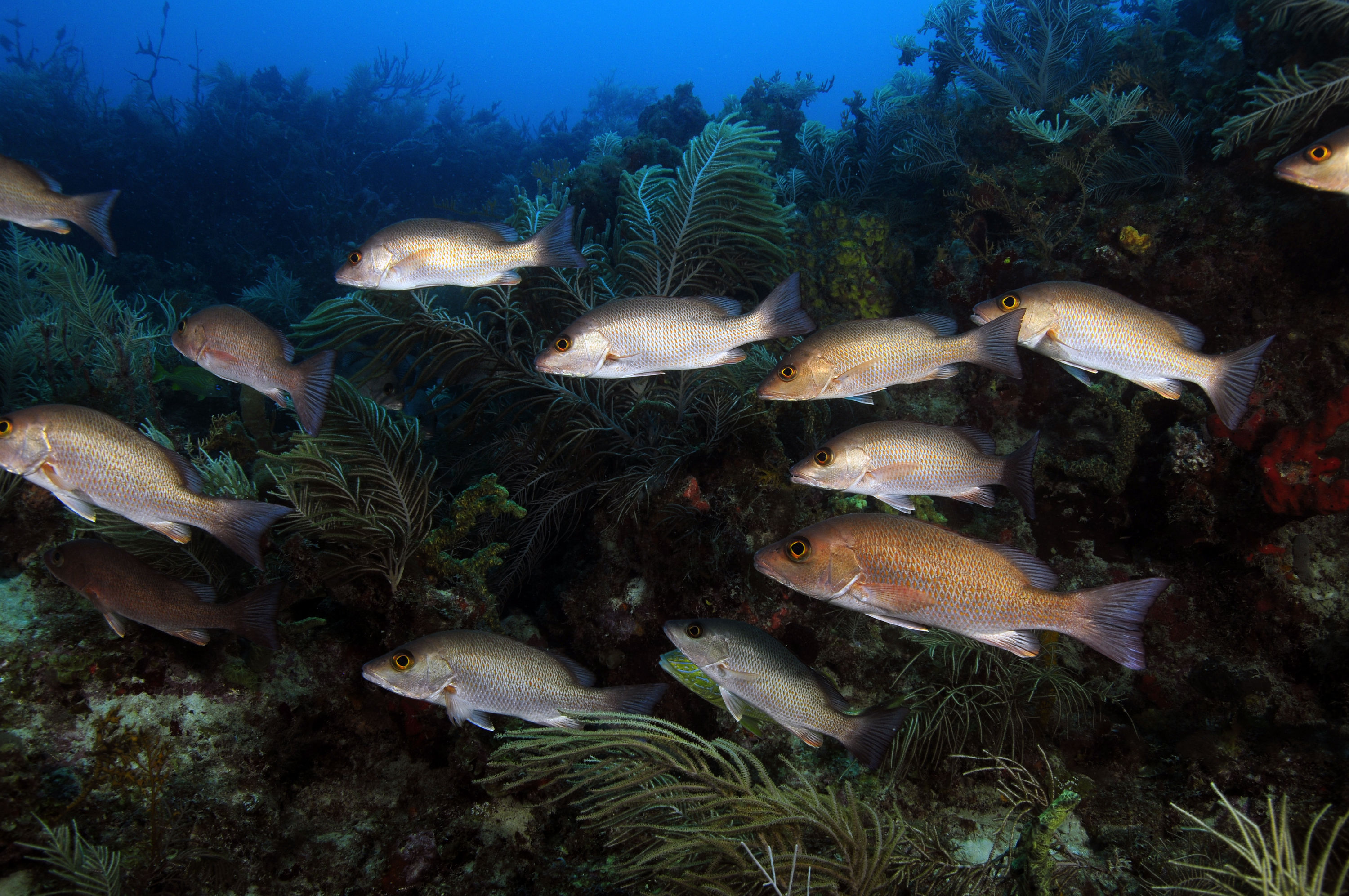 mangroves6383