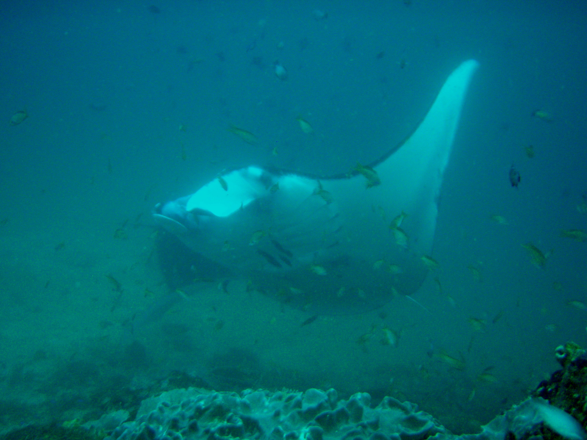 Manta Alley - Komodo Islands