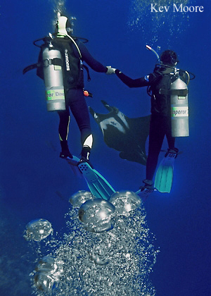 manta and divers