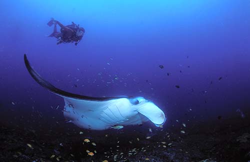 Manta at Guinjata Bay