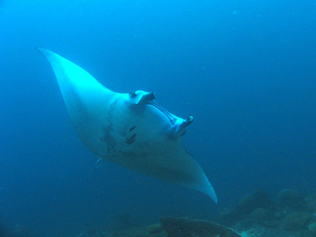 Manta at Sangalaki