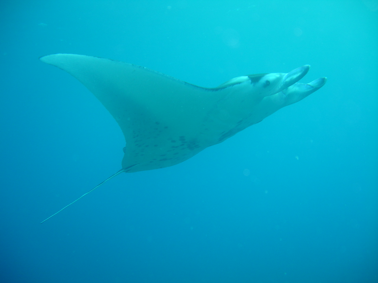 Manta at the Andaman Islands