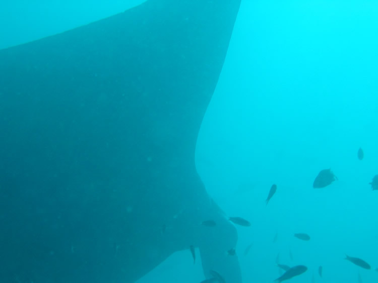 Manta, Maldives