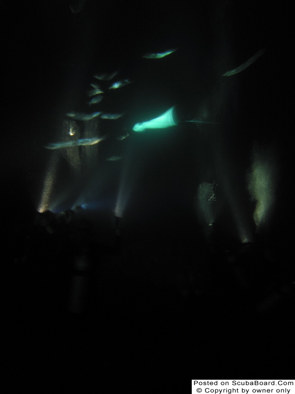 Manta night dive