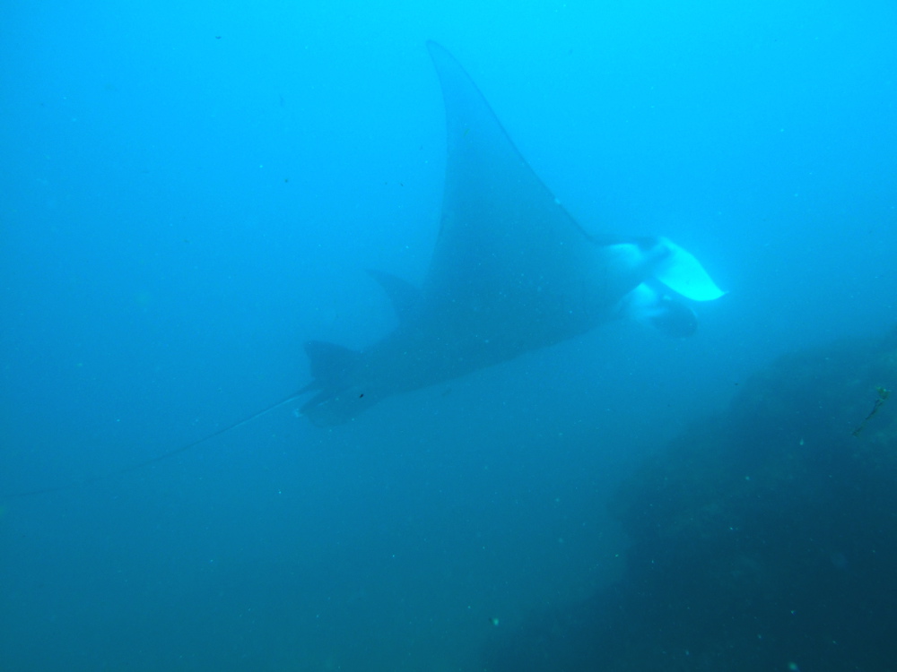 Manta ray 1