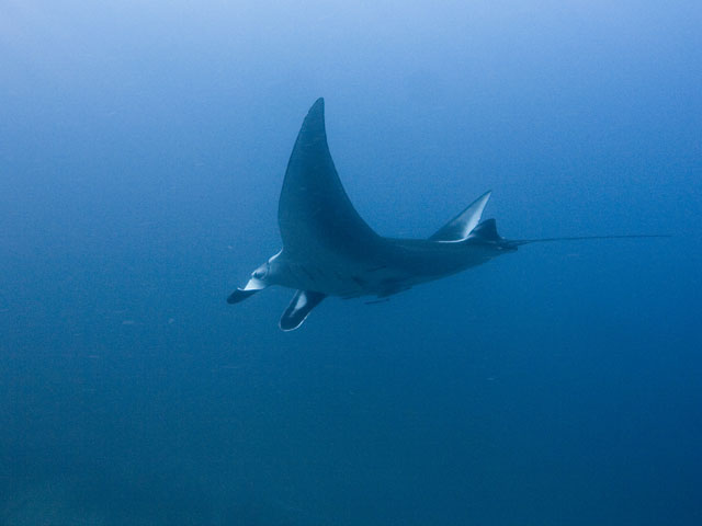 Manta-Ray-10