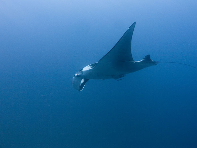 Manta-Ray-11