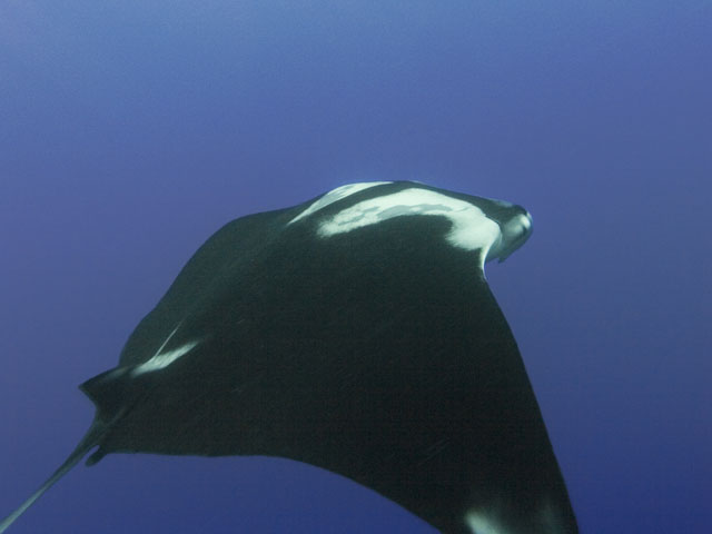 Manta-Ray-2