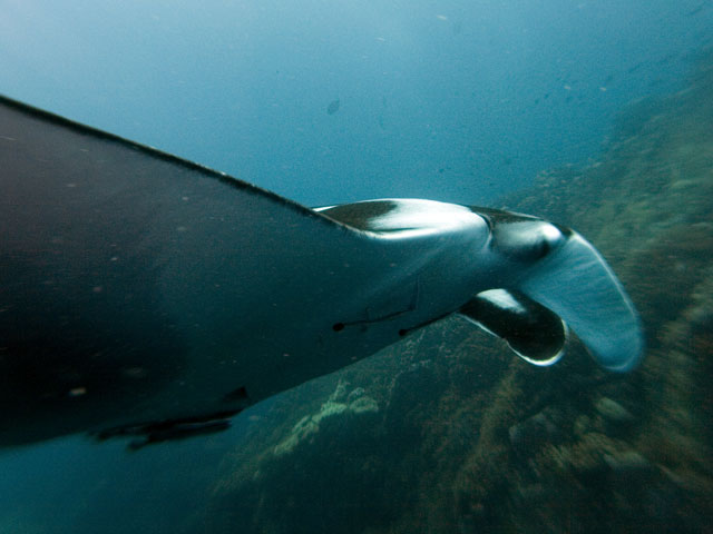 Manta-Ray-4