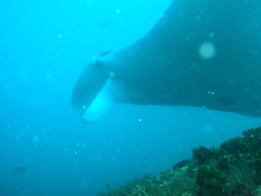 Manta ray 5