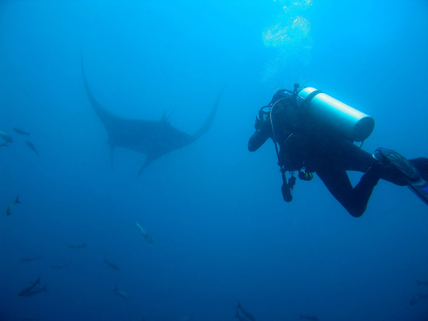 Manta Ray and Diver