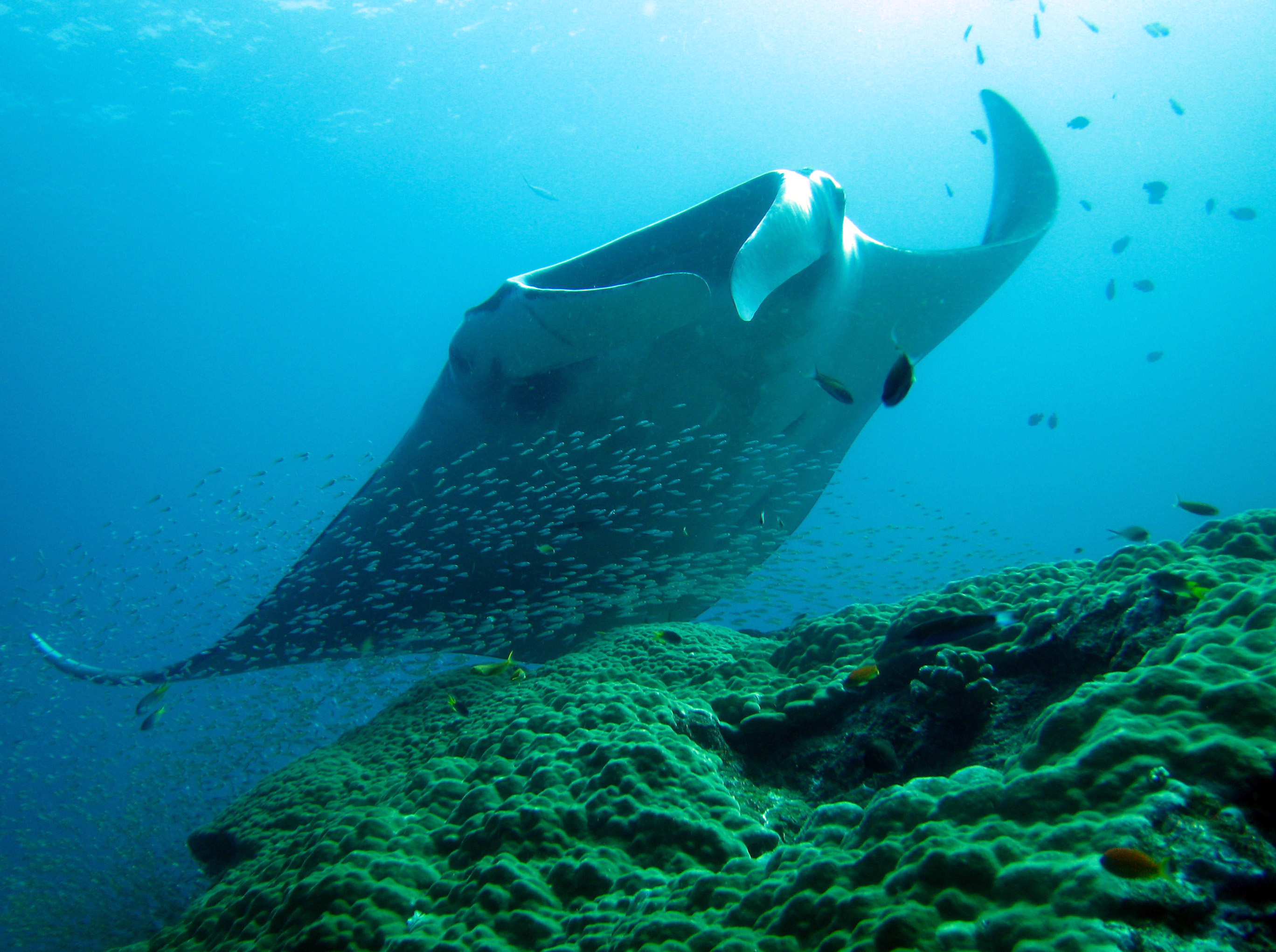 Manta Ray at Koh Bon