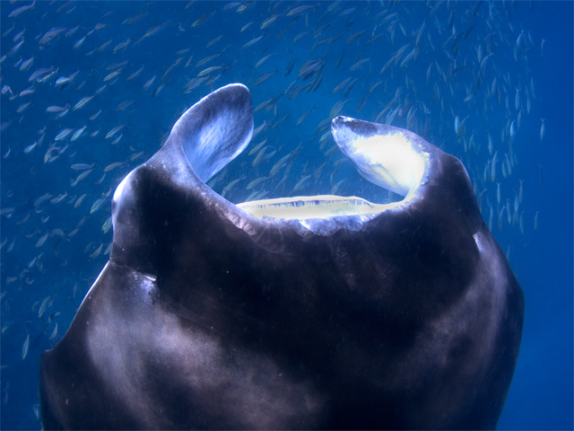 Manta Ray below