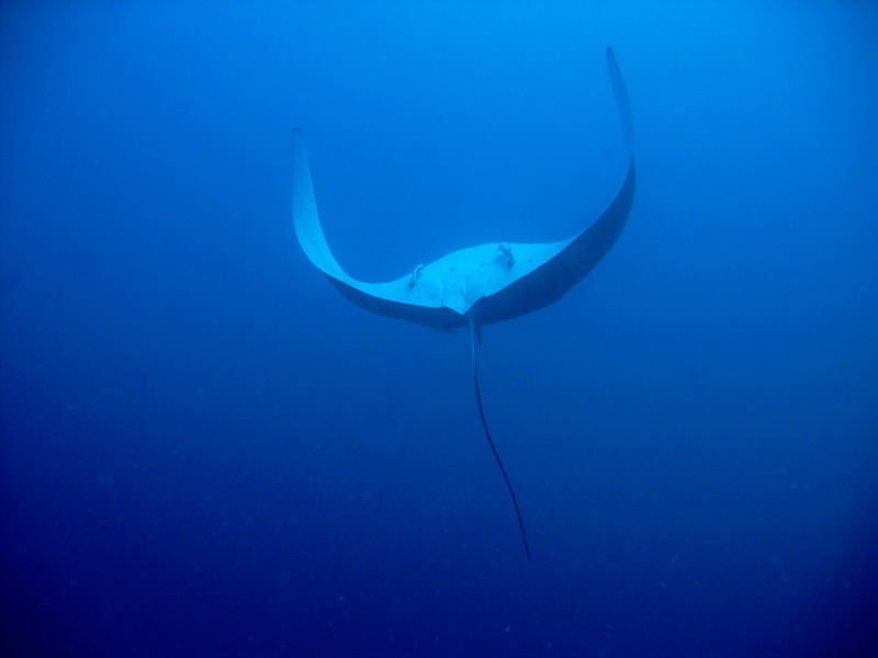 Manta Ray doing Back Flip