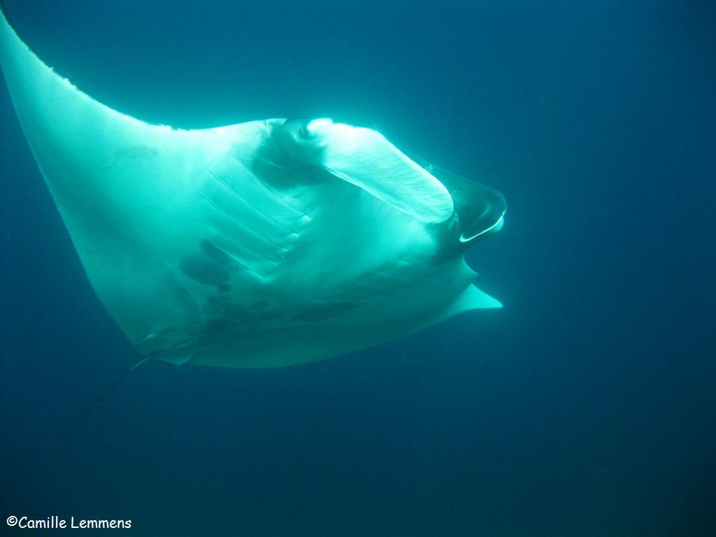 Manta Ray full belly view at Hin Daeng, Thailand