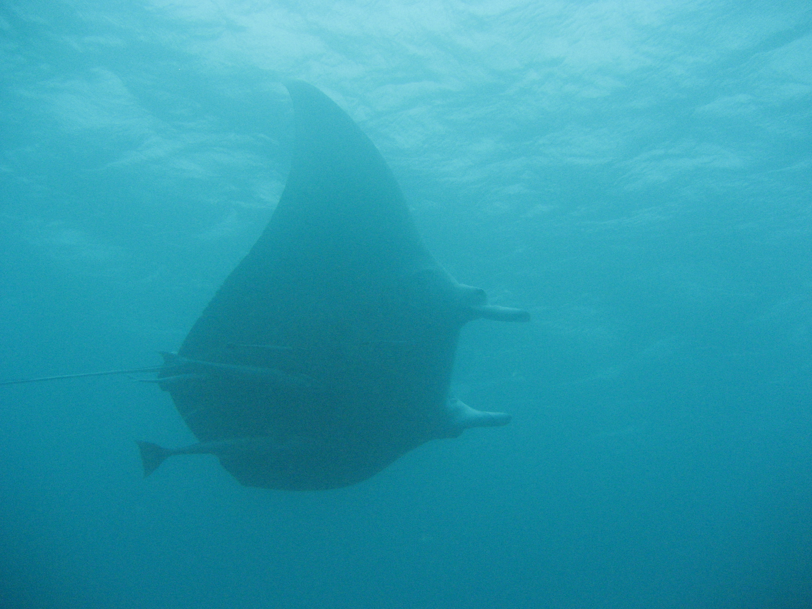 Manta Ray - Great Barrier Reef