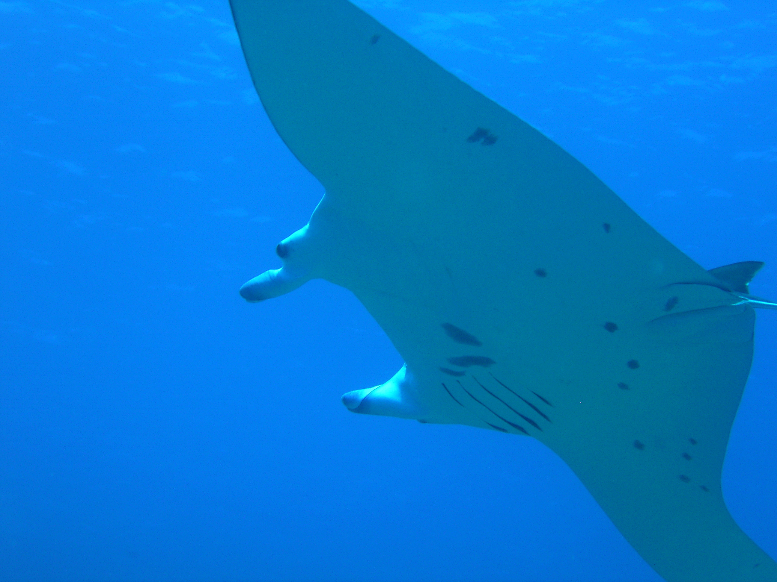 manta ray in manihi lagoon