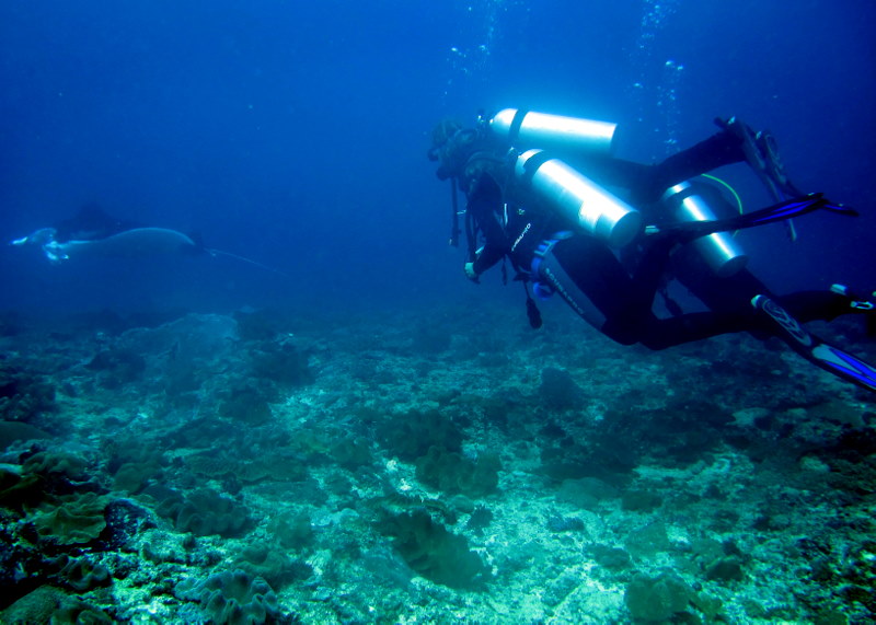 Manta Ray In Nusa Lembongan