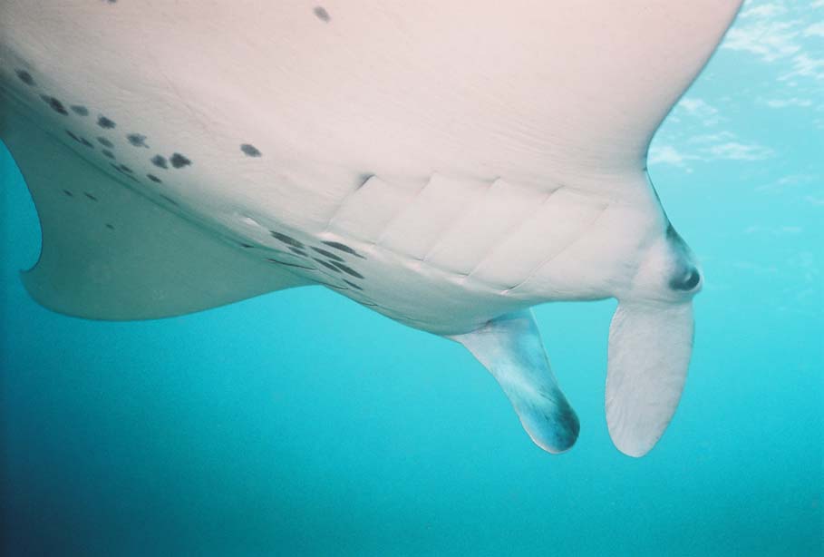 Manta Ray, Komodo