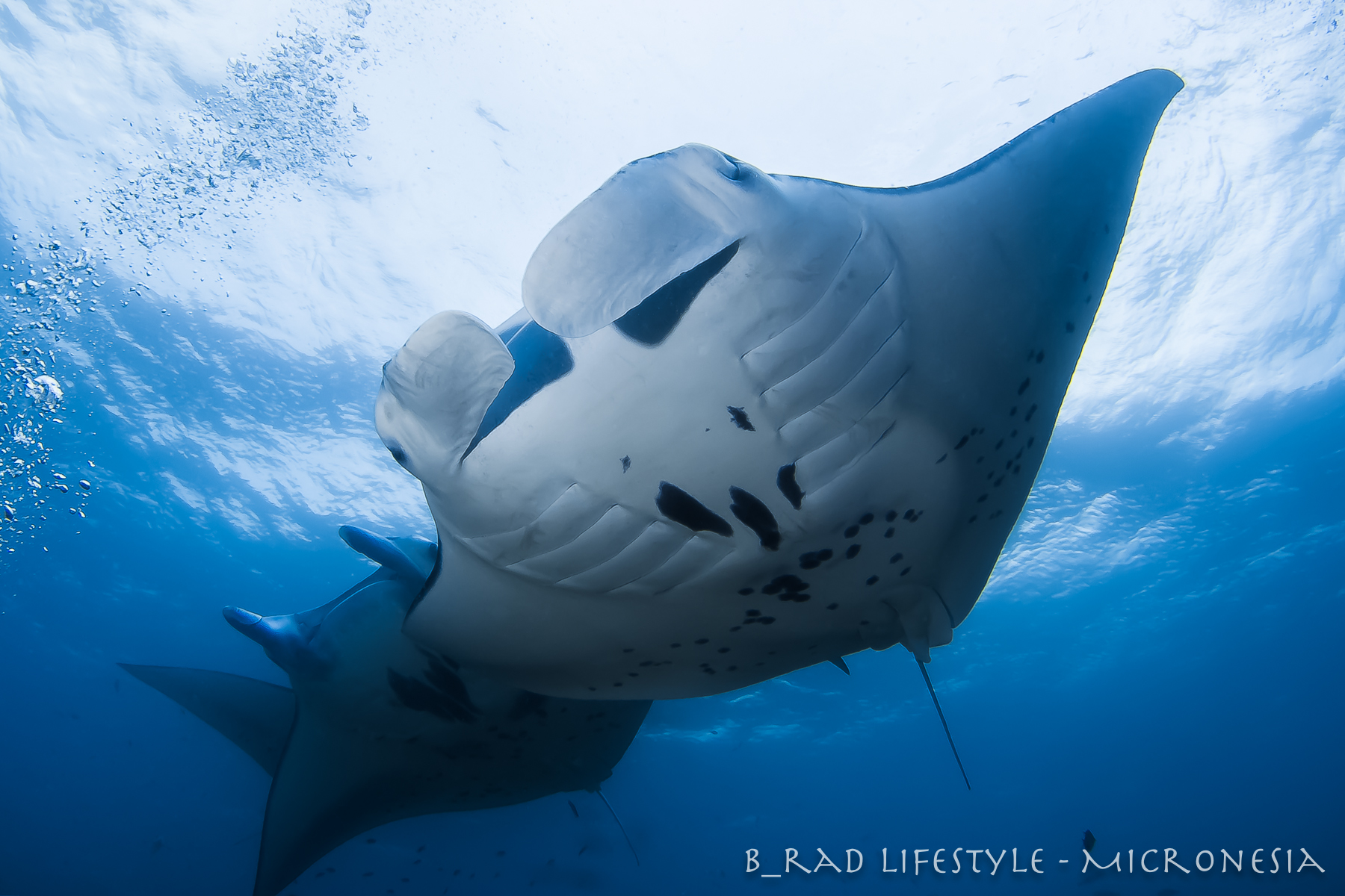 Manta Ray Mating Train