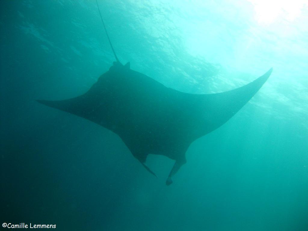 Manta Ray profile at Hin Muang, Thailand