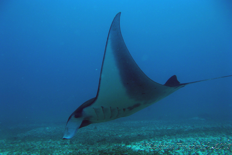 Manta ray