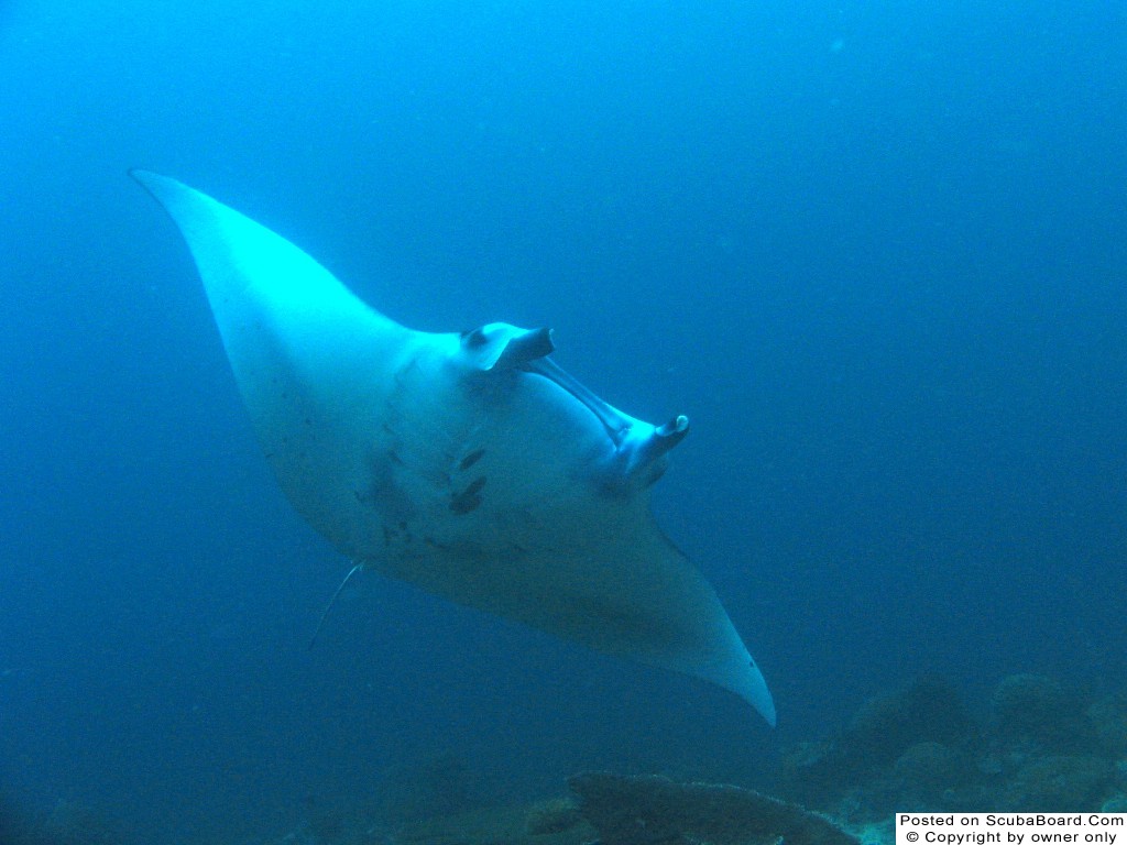 Manta Ray