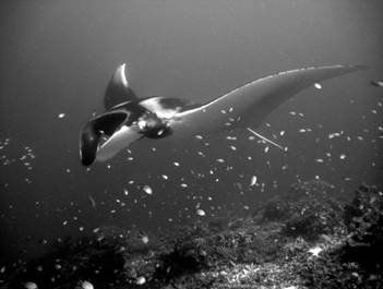 manta ray