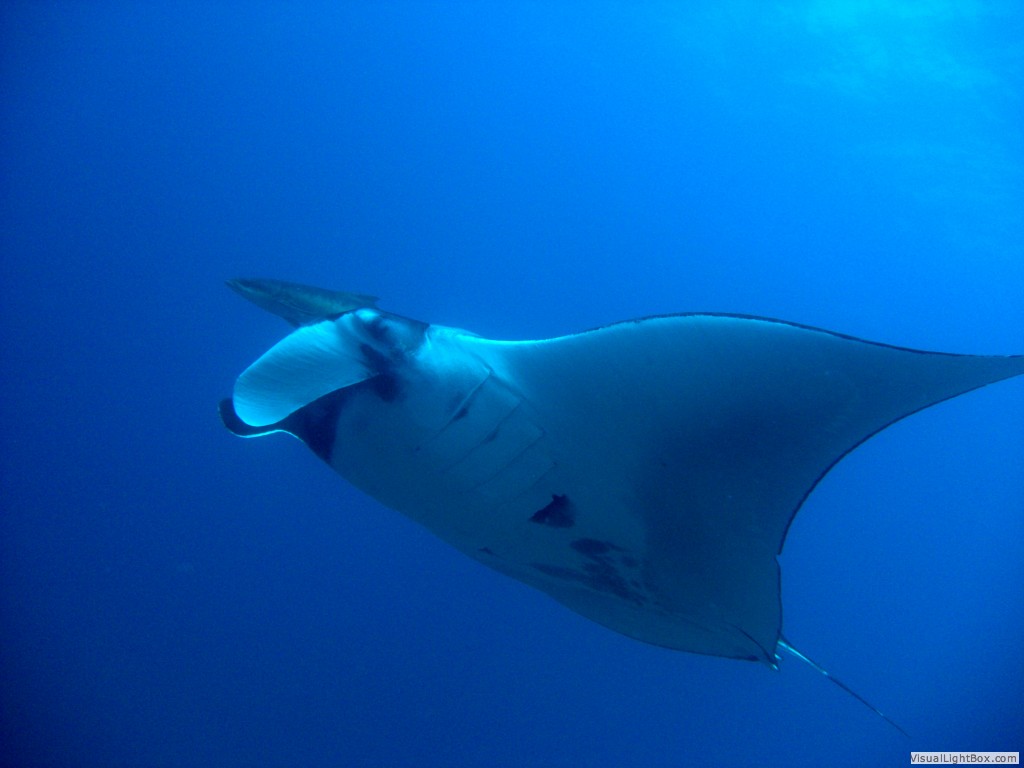 Manta Ray