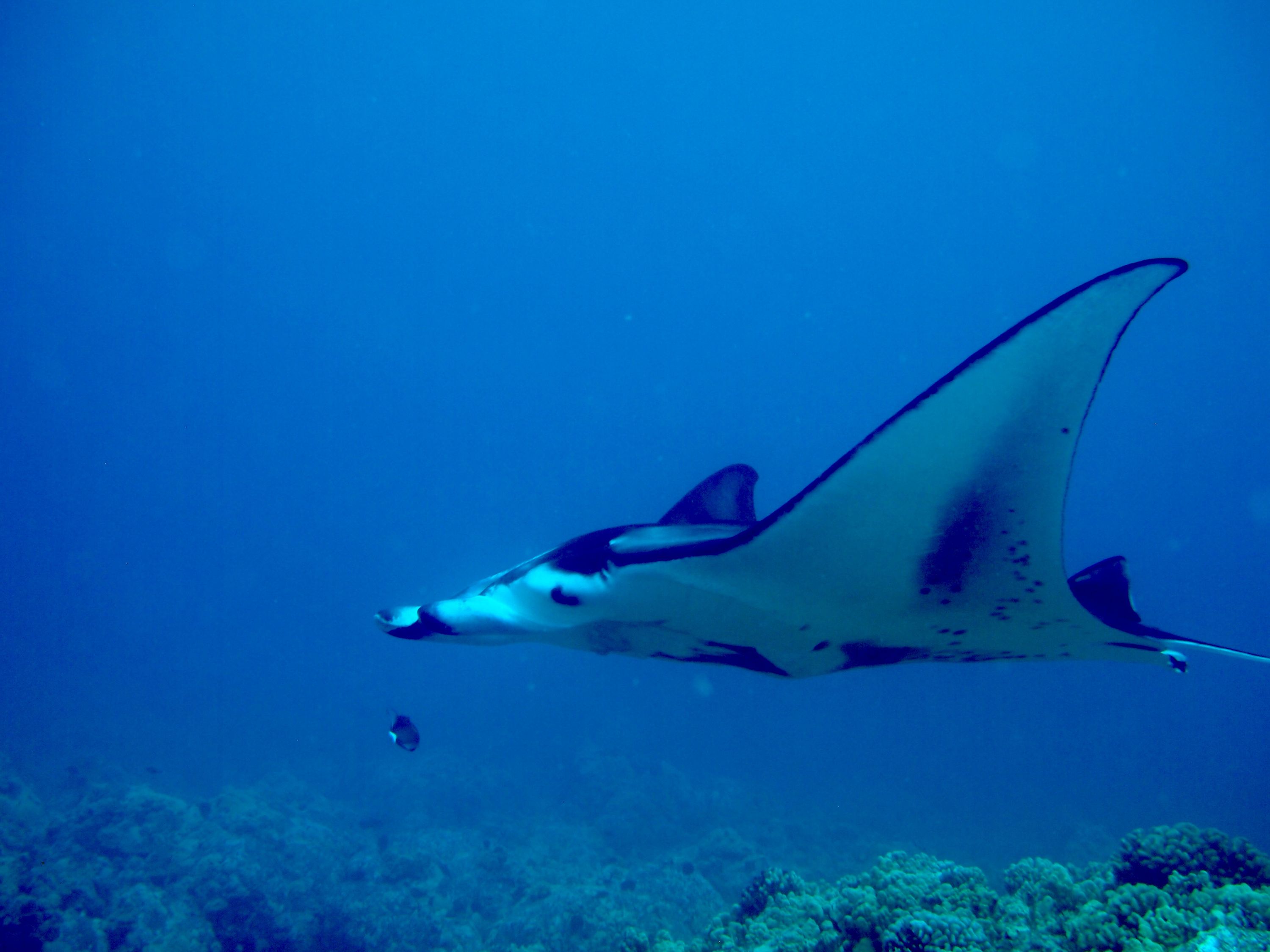 Manta Ray