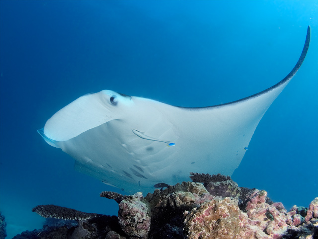 Manta Ray