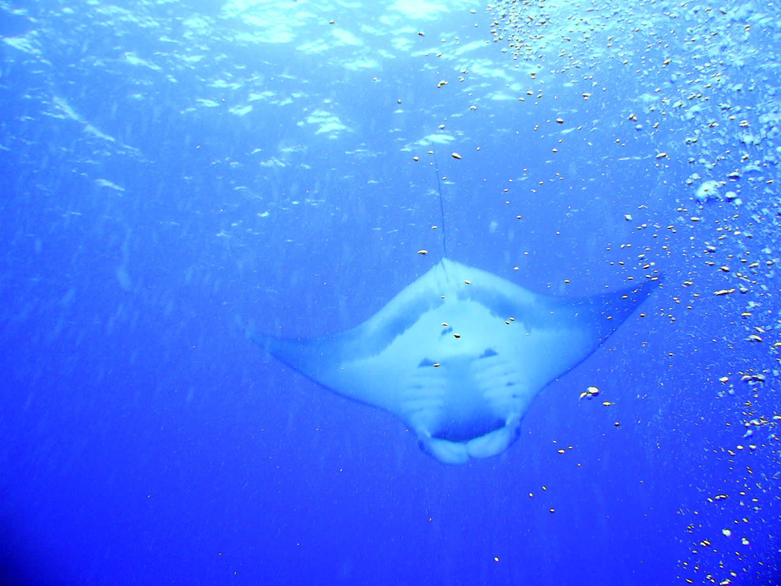 Manta Ray