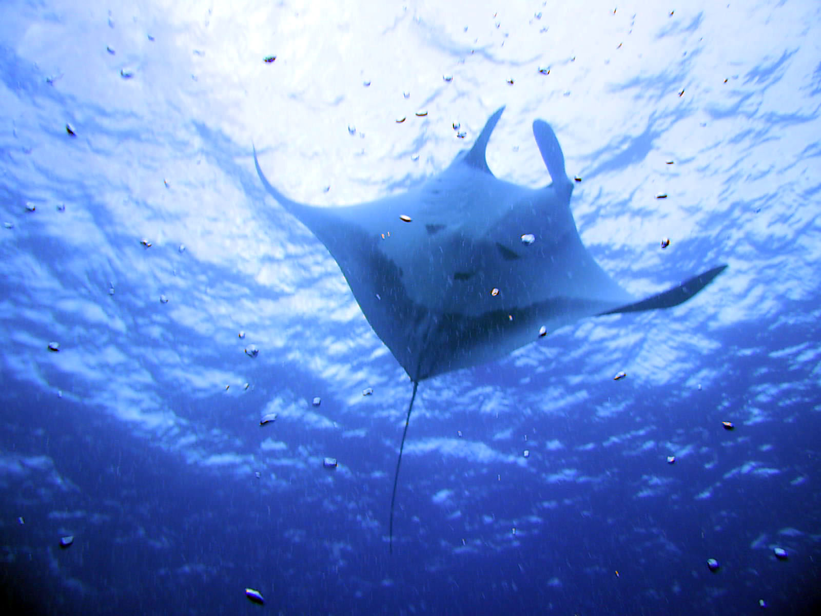 Manta Ray