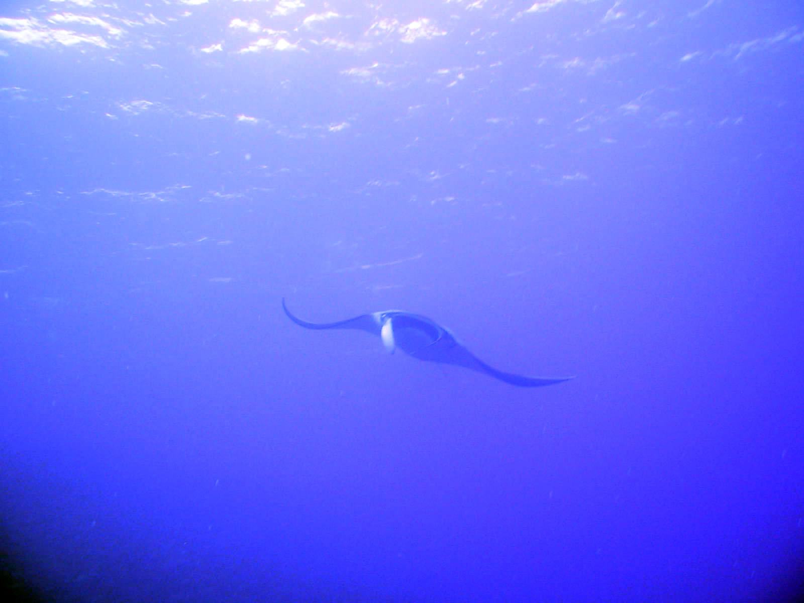 Manta Ray