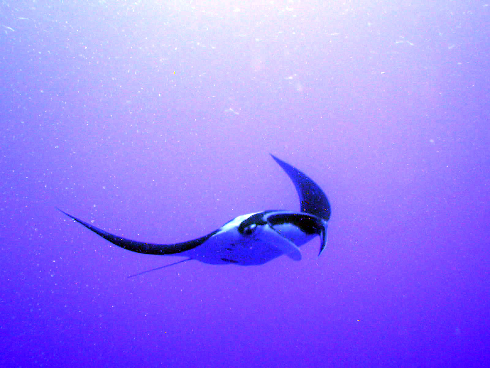 Manta Ray