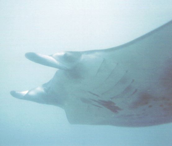 Manta Ray