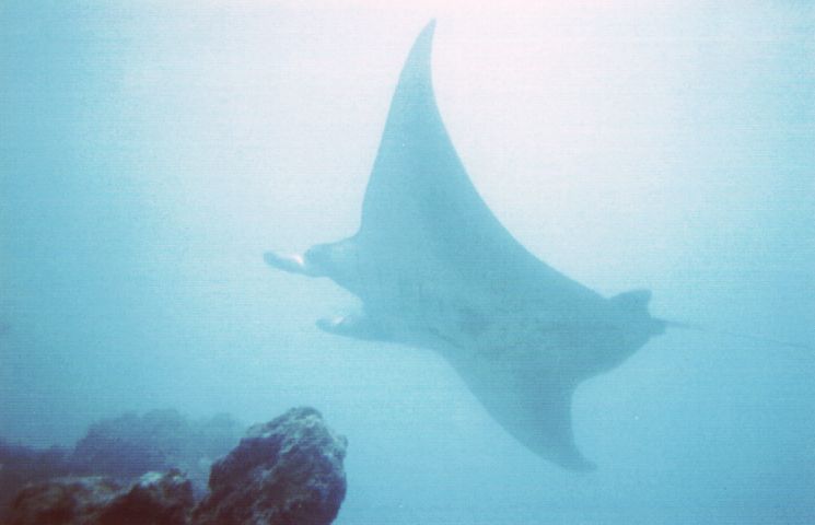 Manta Ray