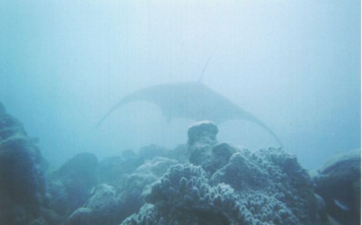 Manta Ray