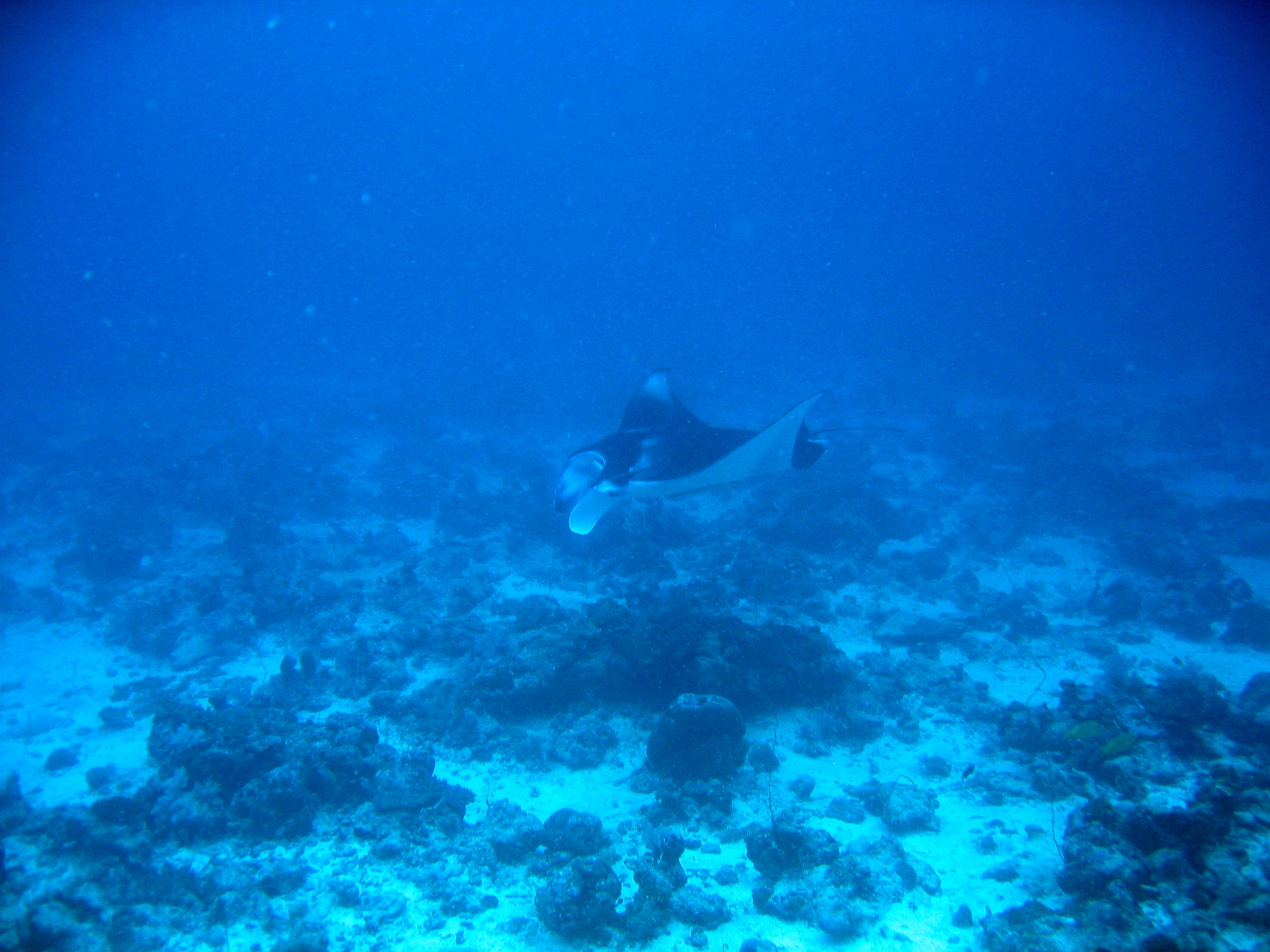 Manta Ray