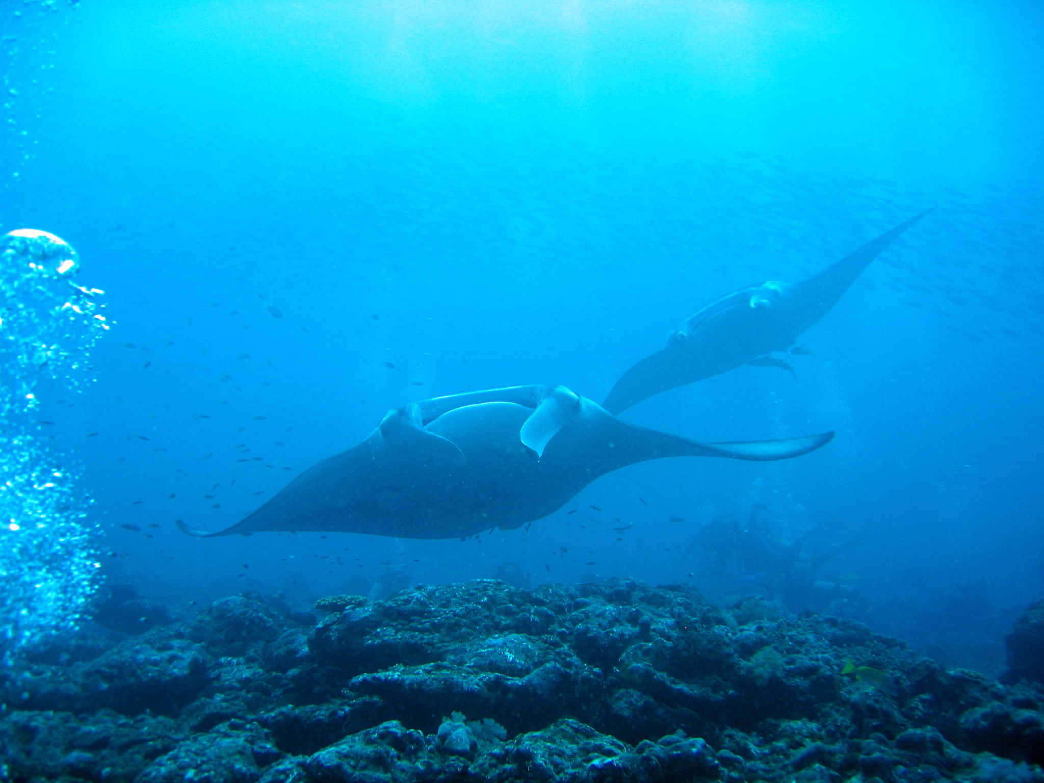 Manta Ray